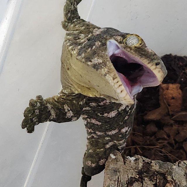 누아나 트루 컬러