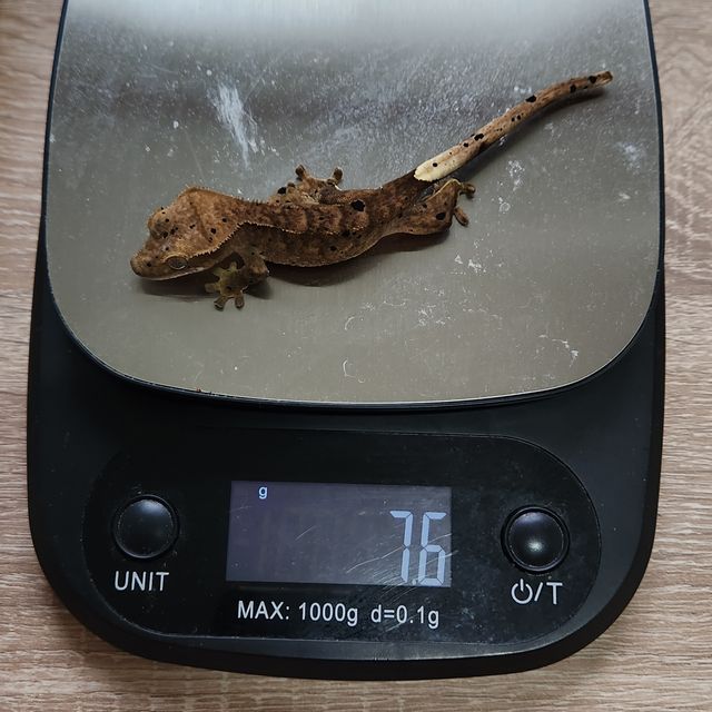 카푸치노 달마시안