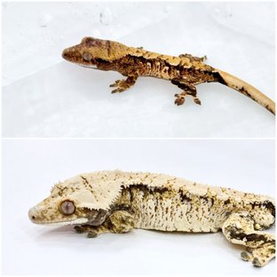 트라이 익스트림할리퀸 화이트스팟