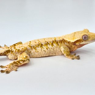 레드 트라이 익스트림할리퀸 화이트스팟