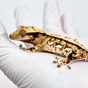 쿼드 트라이 핀스트라이프 화이트스팟