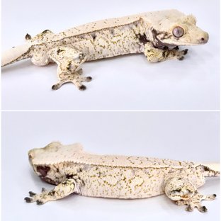 눈송이