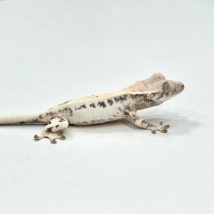 릴리 세이블 세이블 릴리화이트