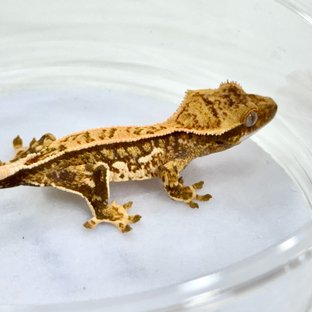 쿼드 트라이 핀스트라이프 화이트스팟