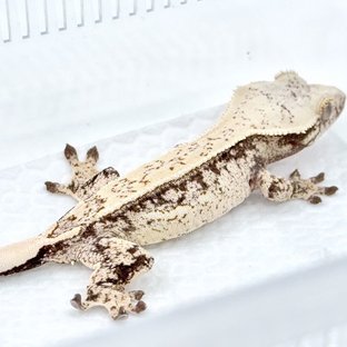 드리피 화이트스팟 쿼드 핀스트라이프