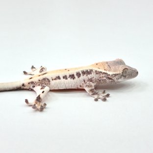 릴리 세이블 세이블 릴리화이트