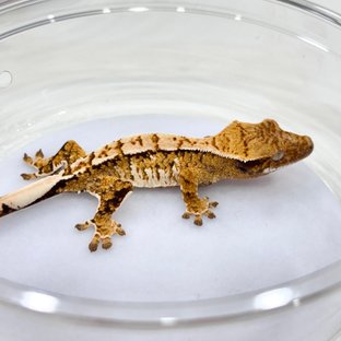 트라이 익스트림할리퀸 화이트스팟