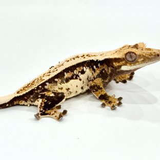 트라이 쿼드 풀핀