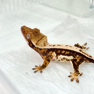 트라이 쿼드 풀핀