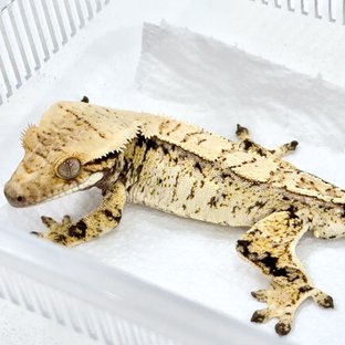 트라이 드리피 화이트스팟