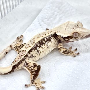 쿼드 드리피 화이트스팟