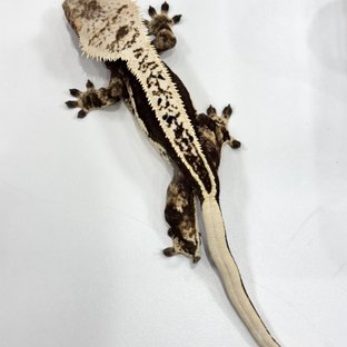 쿼드 풀핀 블랙 화이트