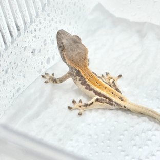 릴리 세이블 세이블 릴리화이트