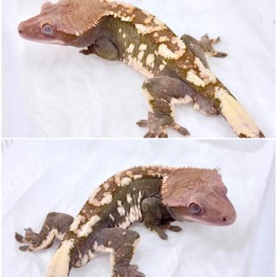 선주비원더 해칭 초초