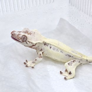 릴리 세이블 세이블 릴리화이트