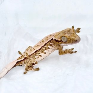 쿼드 트라이 화이트스팟