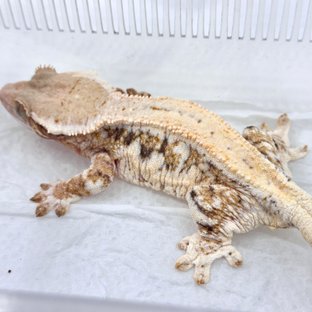 트라이 릴리화이트