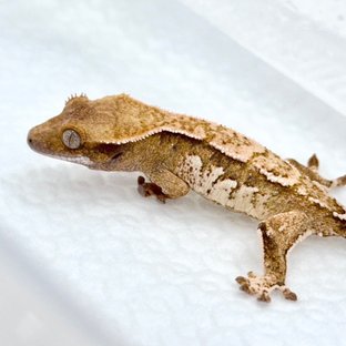 트라이 쿼드 화이트스팟