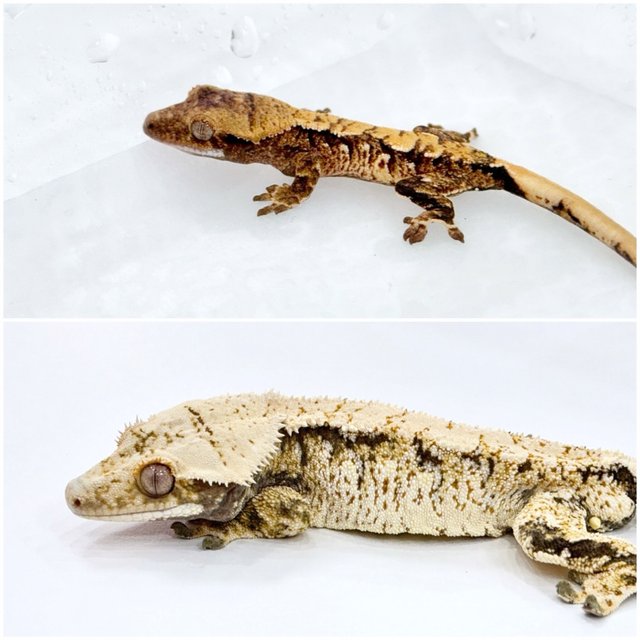 트라이 익스트림할리퀸 화이트스팟