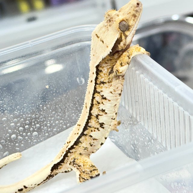 트라이 쿼드 화이트스팟