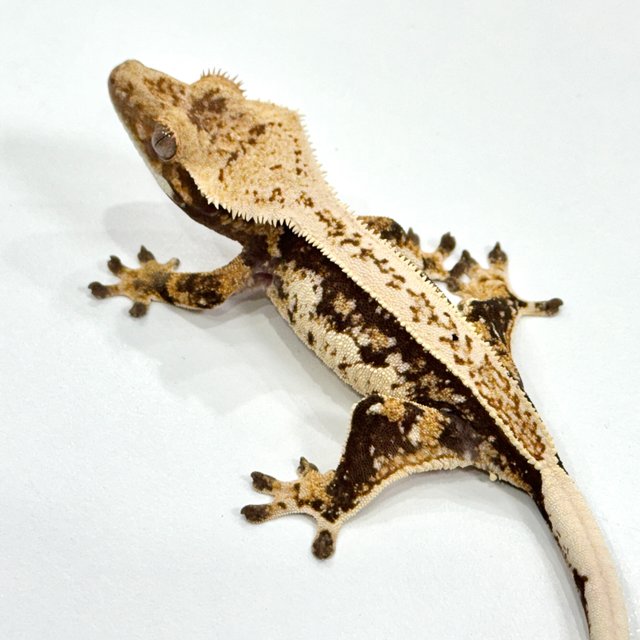 트라이 쿼드 풀핀