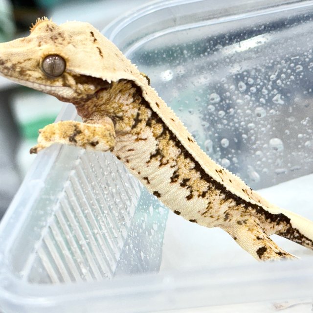 트라이 쿼드 화이트스팟