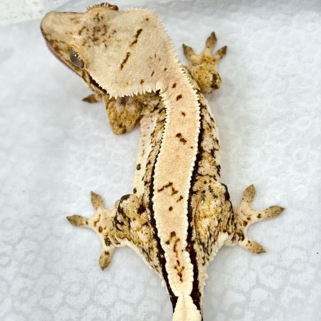 트라이 쿼드 화이트스팟