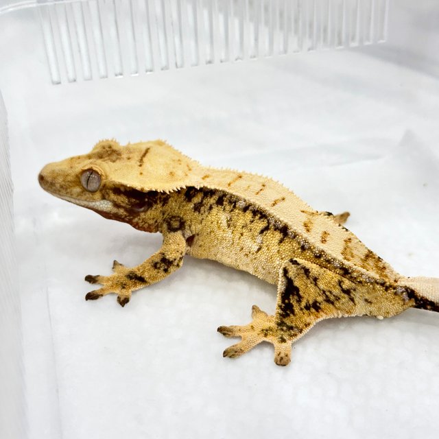 트라이 드리피 화이트스팟 쿼드 핀스트라이프