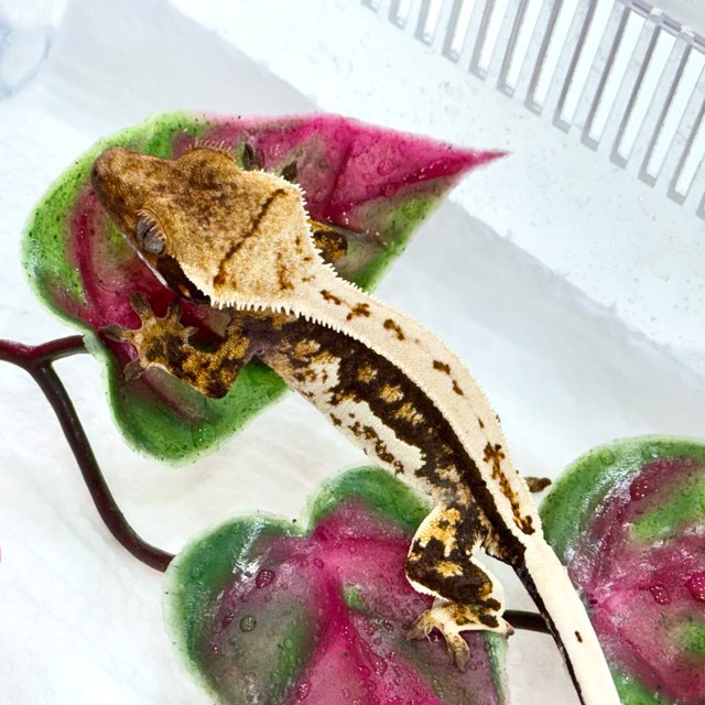 트라이 쿼드 풀핀