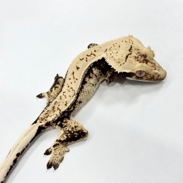 드리피 트라이 쿼드 핀스트라이프 화이트스팟