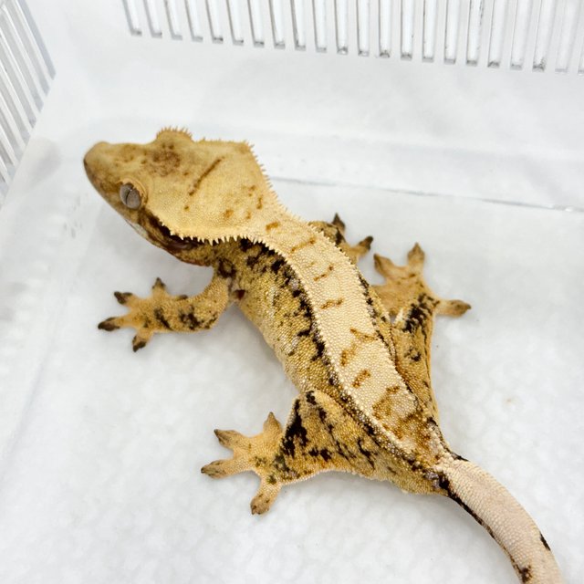 트라이 드리피 화이트스팟 쿼드 핀스트라이프