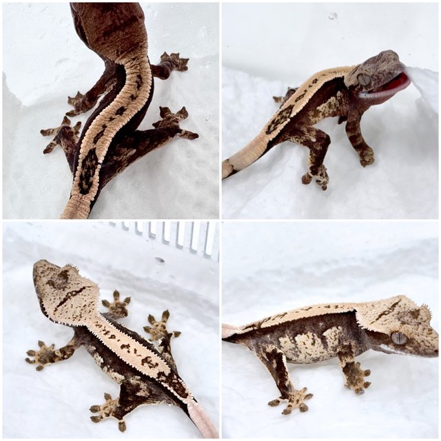 100%헷아잔틱 쿼드