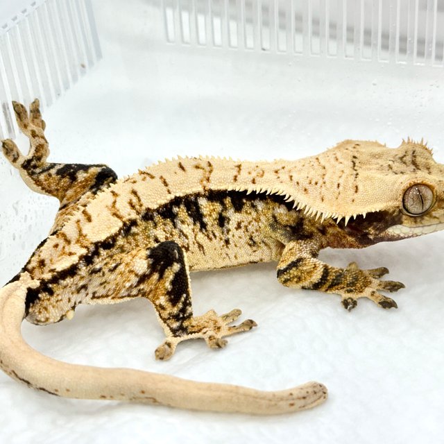 트라이 익스트림할리퀸 할리퀸 화이트스팟