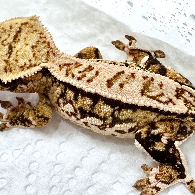 쿼드 트라이 핀스트라이프 화이트스팟