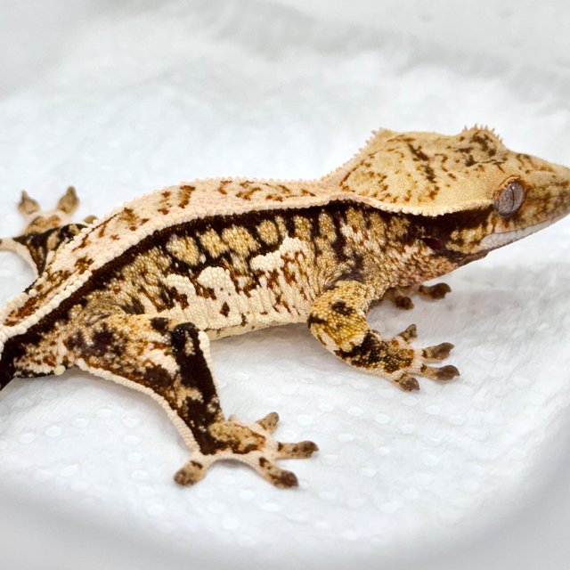 쿼드 트라이 핀스트라이프 화이트스팟