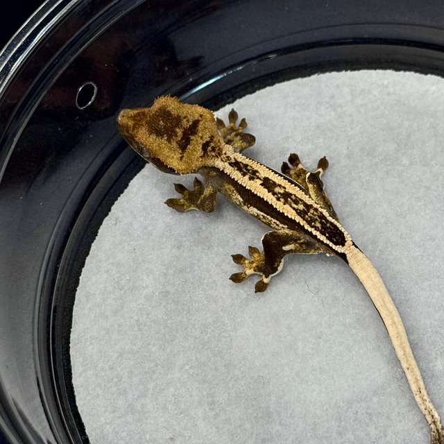 슈퍼스트라이프 엠티백 쿼드 풀핀