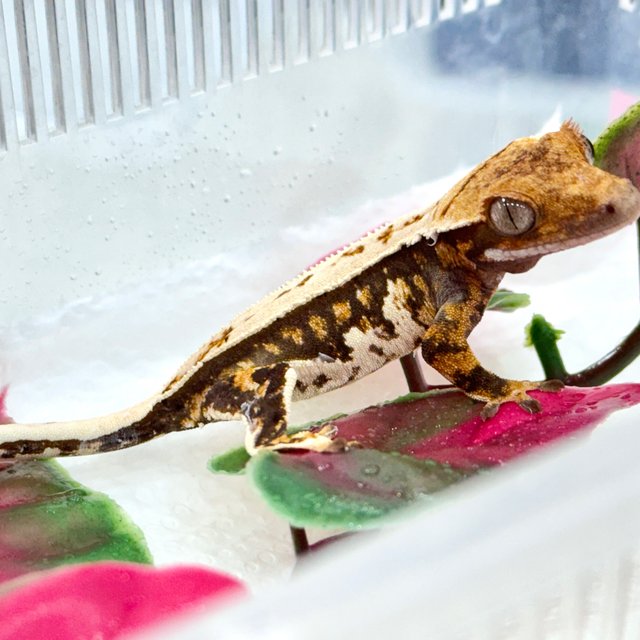 트라이 쿼드 풀핀