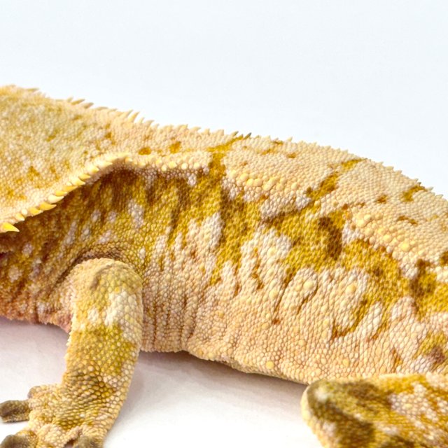 레드 트라이 익스트림할리퀸 화이트스팟