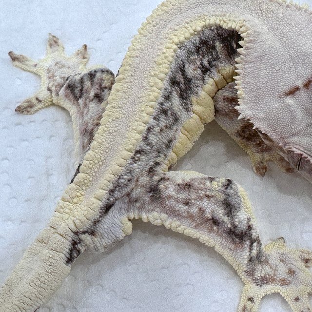 릴리화이트 트라이