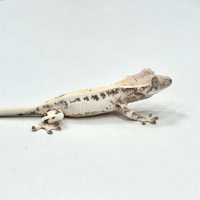 릴리 세이블 세이블 릴리화이트