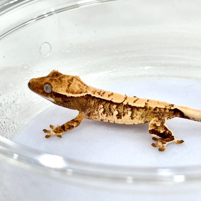 트라이 익스트림할리퀸 화이트스팟