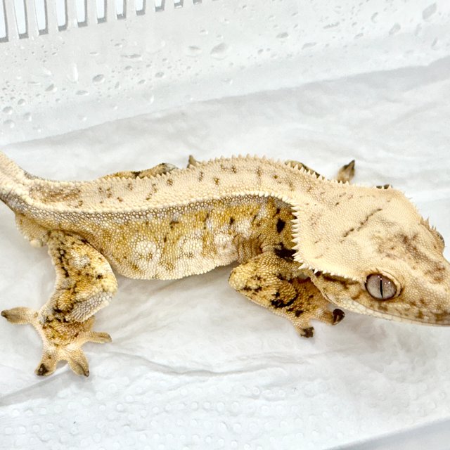 쿼드 풀핀 트라이 드리피 화이트스팟