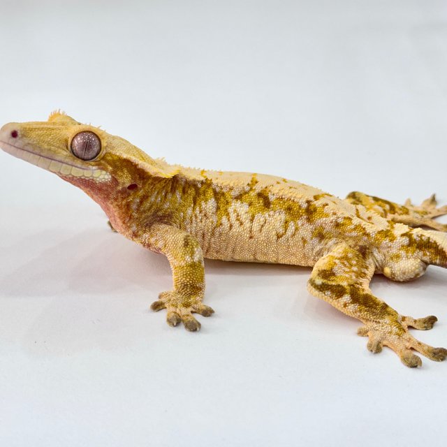 레드 트라이 익스트림할리퀸 화이트스팟