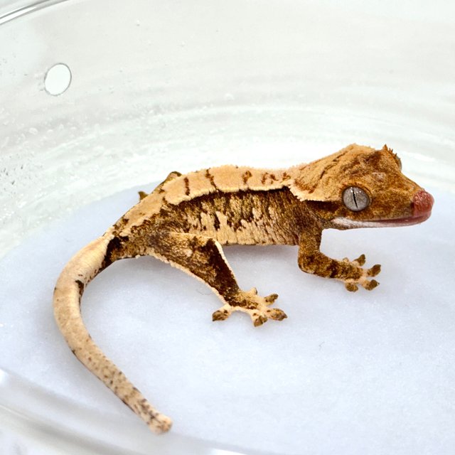 트라이 익스트림할리퀸 화이트스팟