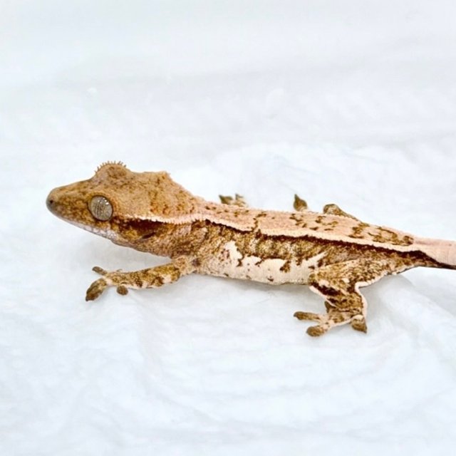 쿼드 트라이 화이트스팟