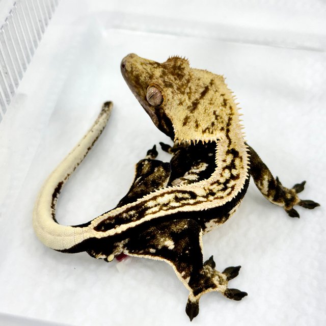 슈퍼스트라이프 엠티백 쿼드 풀핀