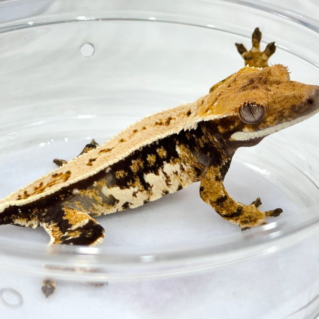 트라이 쿼드 풀핀 드리피 텐저린