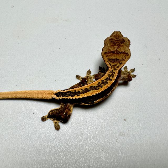 풀핀 슈퍼스트라이프