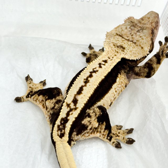 쿼드 슈퍼스트라이프 풀핀