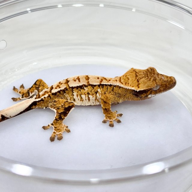 트라이 익스트림할리퀸 화이트스팟